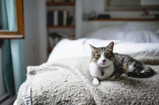 猫坐在床上