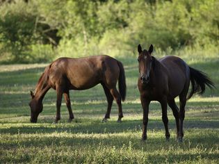 两匹马在阴凉的牧场上。