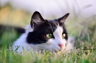 黑白猫在户外的草地上;绦虫在猫bob最新手机版官网
