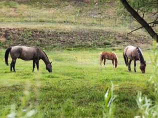 三匹马在外面用栅栏围起来的草地上吃东西