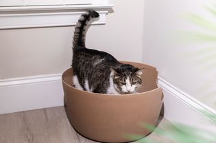 棕色的猫砂盒里站着棕色和白色的猫