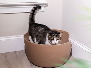 棕色的猫砂盒里站着棕色和白色的猫