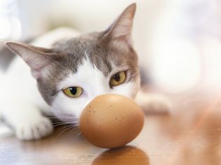 灰猫和白猫看棕色的蛋