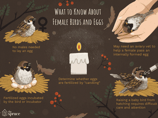 关于雌鸟和鸟蛋插画要知道些什么