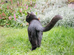 黑猫走在草地上，尾巴向上，露出后腿
