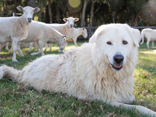 大比利牛斯犬躺在羊群旁边的草地上
