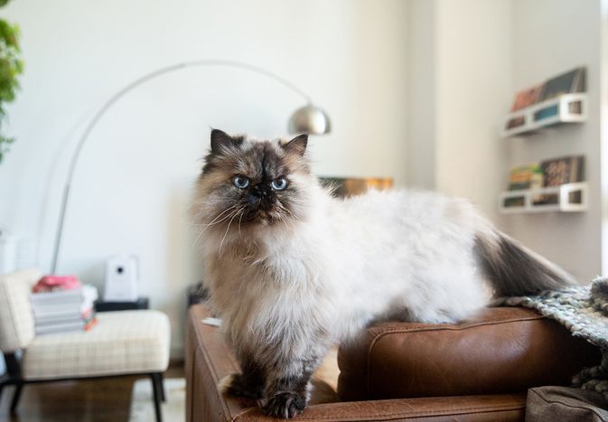 客厅棕色皮沙发上的喜马拉雅猫