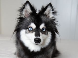 黑白相间的狗，浅蓝色的眼睛和尖尖的耳朵