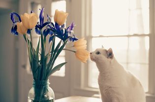 白猫嗅着一束花