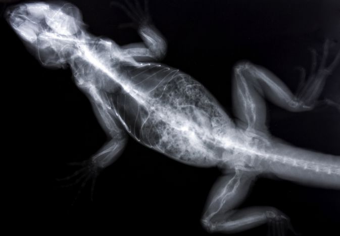 患代谢性骨病的鬣蜥的x光照片