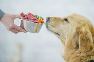金毛猎犬被提供了一碗生肉和切碎的胡萝卜和黄瓜。