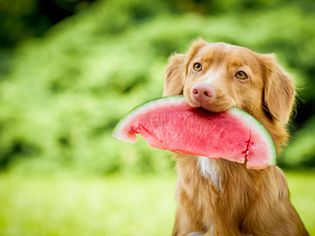 外面一只棕色的狗，嘴里叼着一大块西瓜。