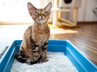 顺从的德文郡雷克斯猫坐在客厅的猫砂盒-库存照片