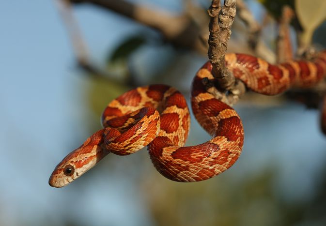 下佛罗里达群岛的玉米蛇