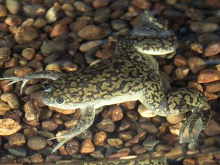 非洲爪蛙，水中有碎石