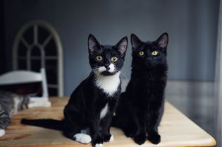 一只穿燕尾服的小猫和一只黑猫并排坐在一起