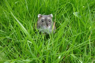 冬季白矮星仓鼠在草地上