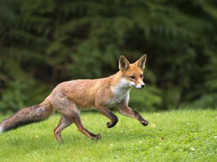 一只红色的狐狸幼崽在草地上奔跑