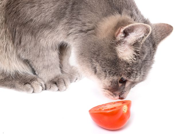 猫嗅番茄