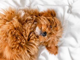 浅棕色的毛茸茸的狗蜷缩在床上睡觉