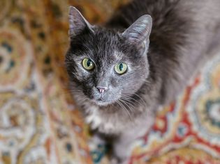 灰色的猫，绿眼睛站在有图案的地毯上