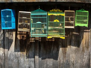 木墙笼鸟在市场出售