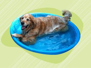 最佳狗狗游泳池