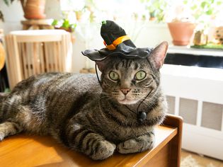 棕色条纹的猫躺着，戴着黑橙相间的女巫帽