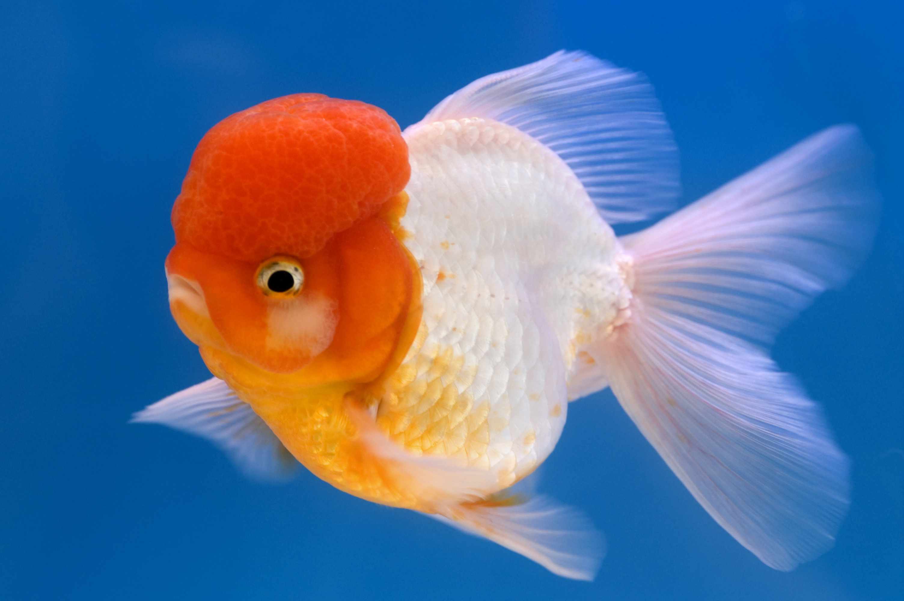 Oranda金鱼