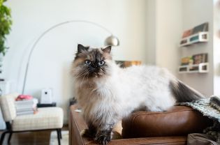 客厅棕色皮沙发上的喜马拉雅猫