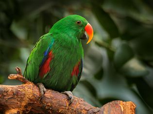 杂色鹦鹉，杂色鹦鹉，绿色和红色的鹦鹉坐在树枝上，清晰的棕色背景，鸟类在自然栖息地西巴布亚群岛，在亚洲新几内亚。