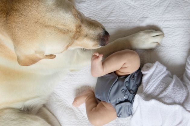 黄色拉布拉多寻回犬躺在婴儿旁边