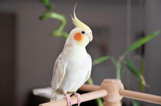 白色和灰色的鹦鹉鸟坐在木栖木上，有橙色的脸颊