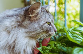 银色的虎斑猫嗅着芬芳的罗勒植物