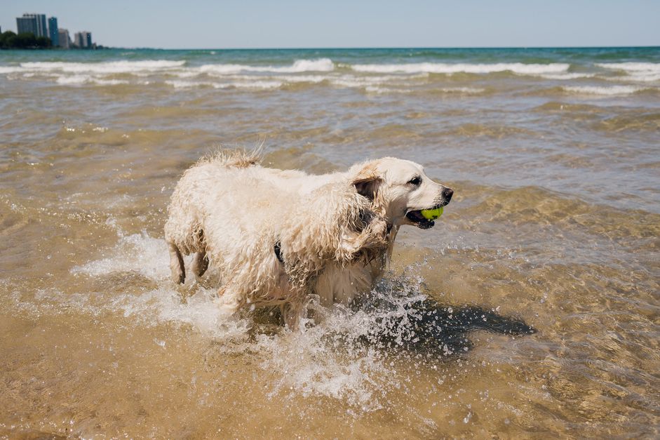 英国拉布拉多狗在海滩水散步，嘴里含着网球