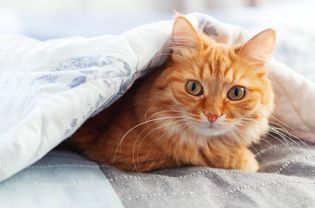 毯子下的橙色猫