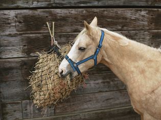 小马从网里吃干草