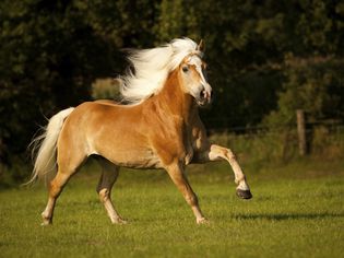 哈弗林格，一匹长鬃毛的骟马，在草地上飞奔