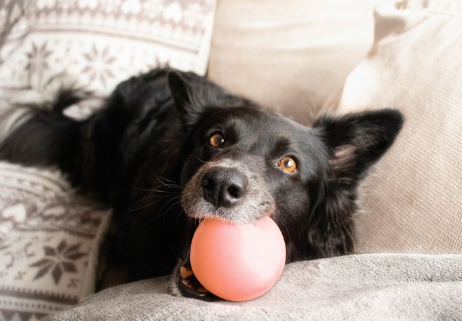 黑狗在嚼玩具球