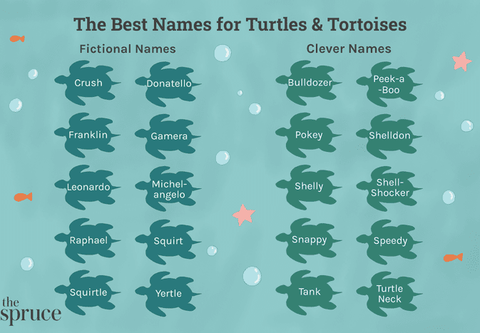 宠物龟和乌龟的名字