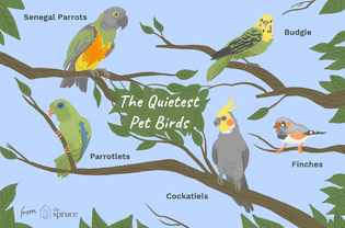 图解最安静的宠物鸟种类。