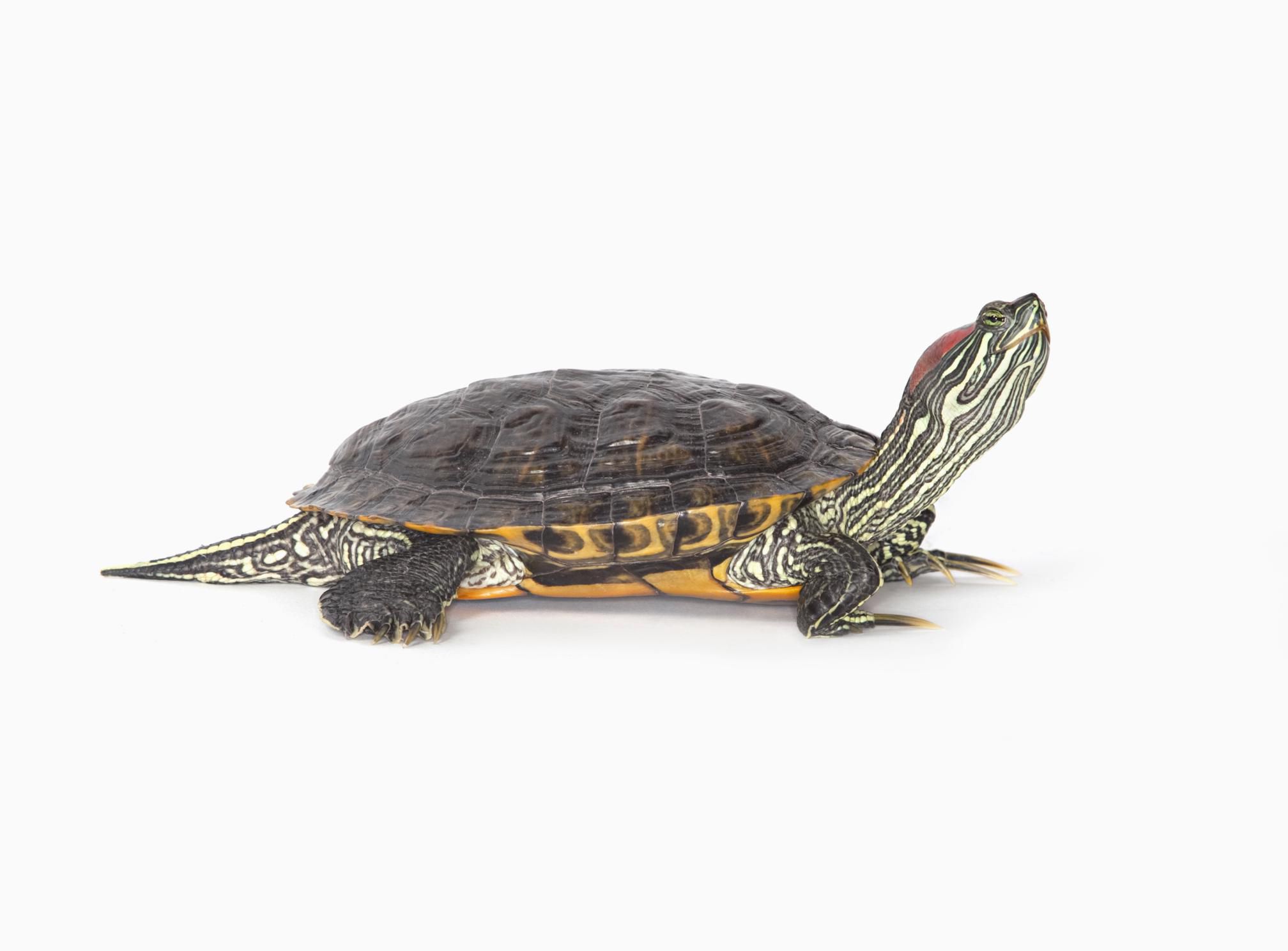 宠物龟，一只红耳朵滑龟，白色背景