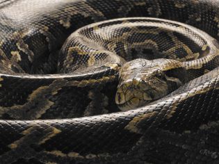 缅甸蟒(Python molurus bivittatus)，蜷缩，特写