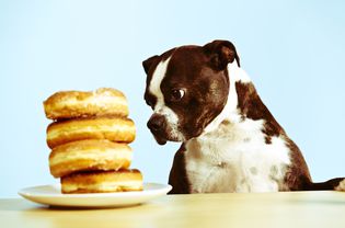 狗在看甜甜圈