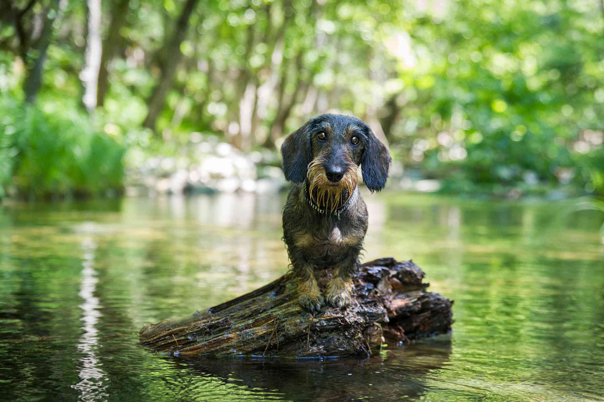 迷你腊肠犬在原木上下水