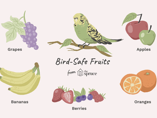 鸟类安全食品的插图