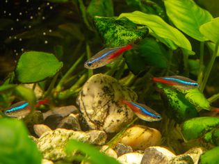霓虹Tetras在种植的鱼缸