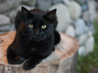 树桩上的黑猫