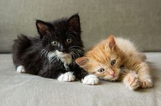 黑白相间的小猫躺在灰色沙发上，旁边是棕褐色的小猫