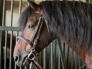 马厩里的一匹棕色的马，黑头发，戴着笼头